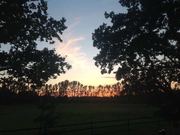 Solnedgång med silhuetter av träd och en grön äng syns från en trädgård.