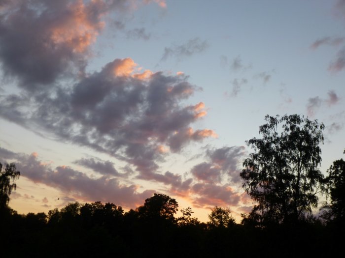 Solnedgång med orange och rosa moln mot en dimmig himmel, siluetter av träd i förgrunden.