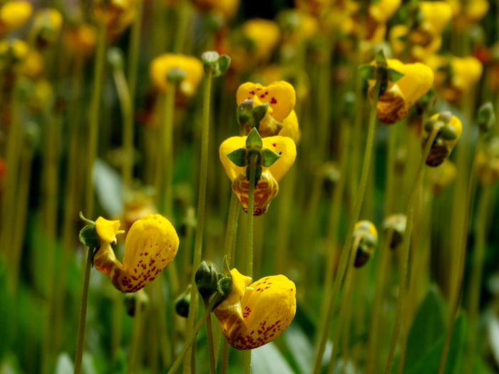 Gultochröda toffelblommor, Calceolaria polyrrhiza, i trädgårdsmiljö med långa stjälkar.