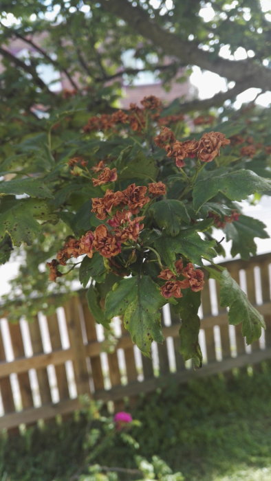 Närbild av en gren med vissnade rosa blommor och gröna blad mot suddig bakgrund.