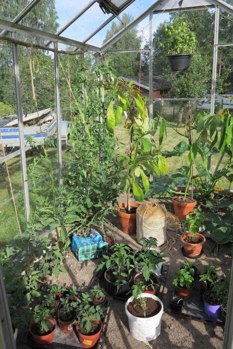 Växthus med omplanterade plantor i krukor och en hängande tomatplanta i solljus.