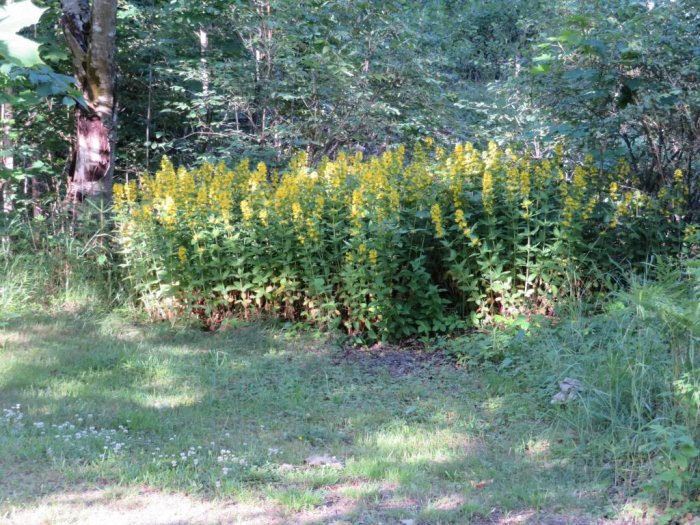 Gul stäppsalvia i full blom längs tomtgränsen, omgiven av grönska och träd.