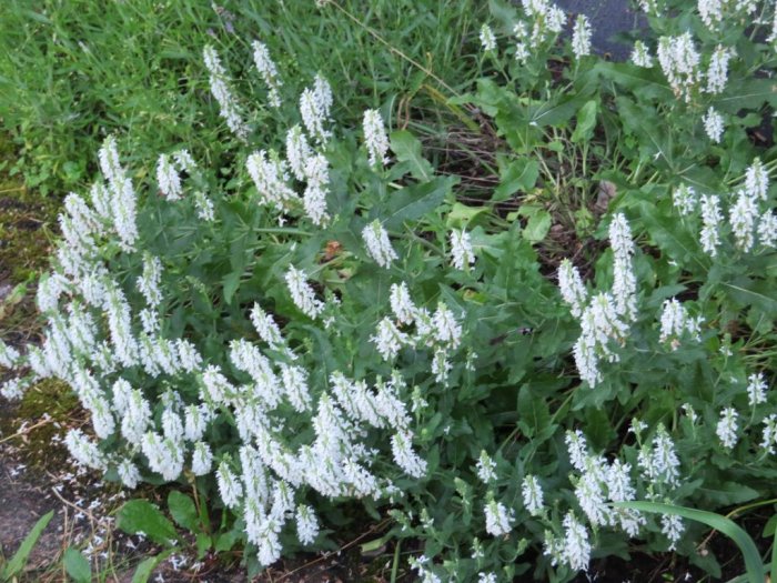 Vit stäppsalvia i full blom längs med tomtgränsskant omgiven av grönt gräs.