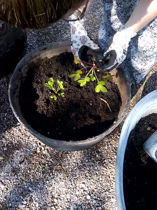 Plantning av växter i en omvänd Bergslagskamin använd som planteringskruka.