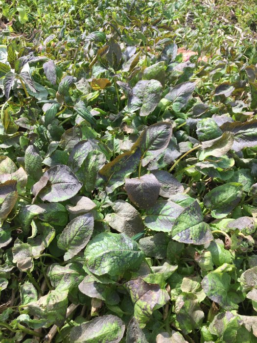 Vildvuxen grönska med vissnande blad efter behandling med ogräsmedel innehållande pelargonsäure.