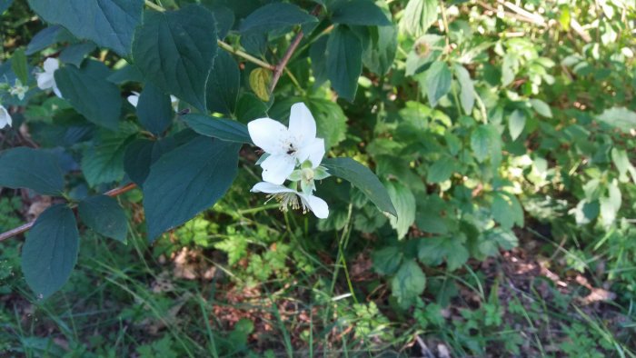 Vit schersminblomma med gröna blad och knoppar i naturen.