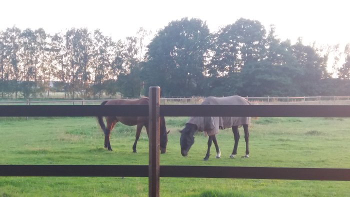 Två hästar som betar på en äng i kvällsljuset, stängsel i förgrunden.