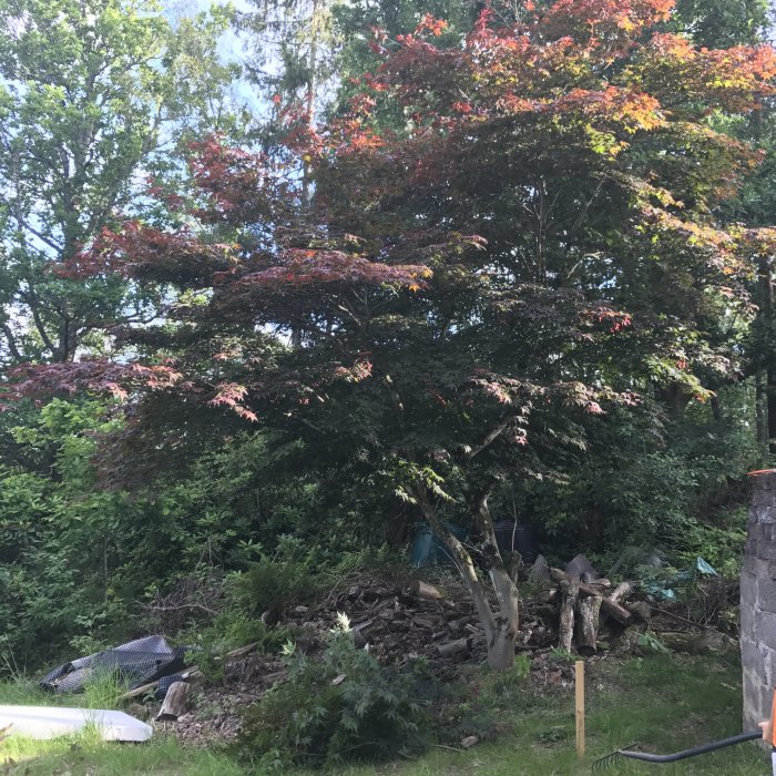 Beskuret träd med grenar på marken, uppgrävd jord och ett grusigt område i en trädgård.