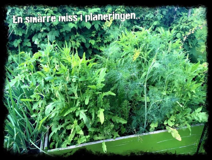 Överbefolkad pallkrage med blandade blommor och dill som överskuggar morötterna.