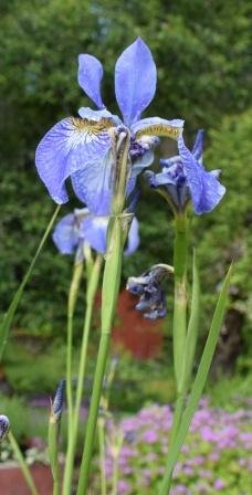 Blå iris i blom i en trädgård med grönska och rosa blommor i bakgrunden.