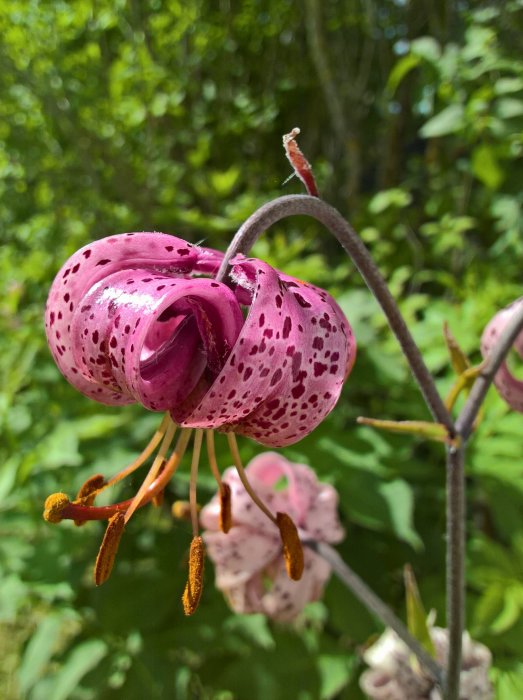 Närbild av en mörkrosa näckros med svarta prickar mot en suddig grönskande bakgrund.