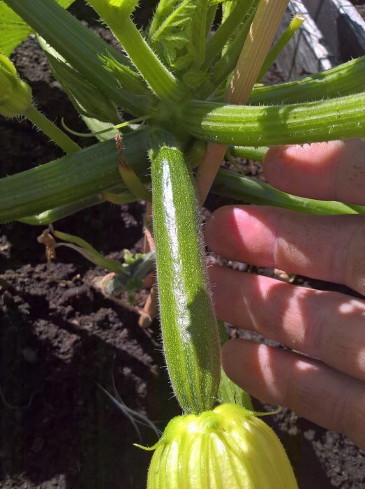 En hand håller en växande zucchini med blomma i en solig trädgård, jord i bakgrunden.