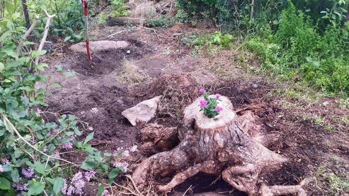 Grävning i trädgården med en stor stubbe och en spade i bakgrunden, markerar början på ett byggprojekt.