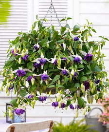 Hängande kruka med lila och vita blommor framför en vit husvägg.