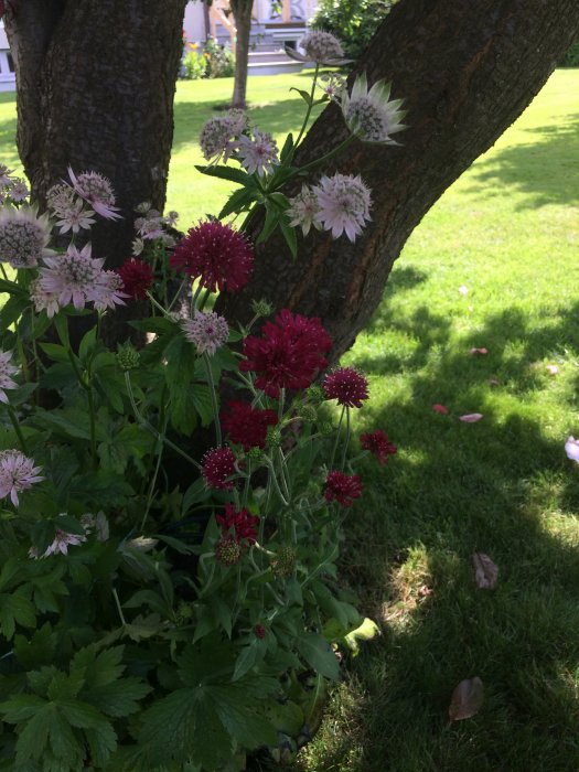 Blommor i skuggan under ett träd, med röda riddarsporrar och vit och rosa grekvädd.