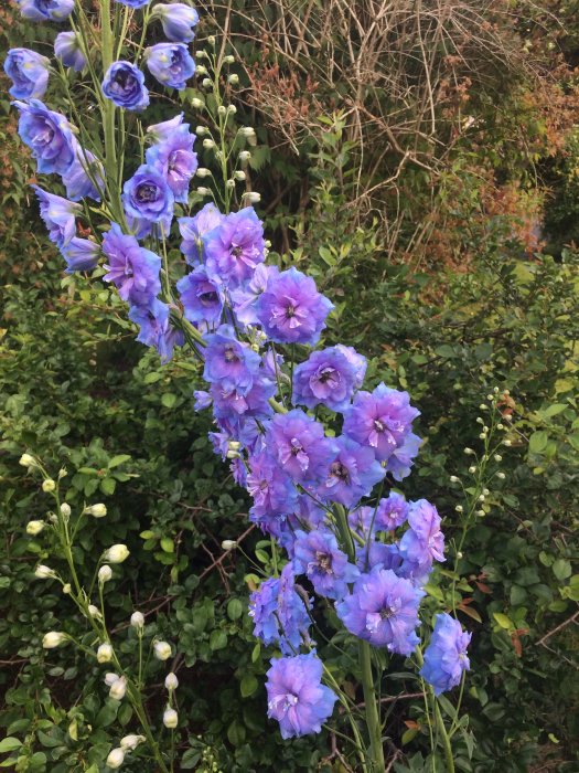 Nästan två meter hög riddarsporre med blå blommor i en trädgård med gröna bladväxter i bakgrunden.