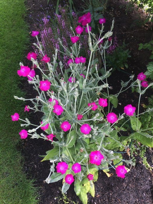 Närbild av Grekvädd med iögonfallande rosa blommor och silverfärgat bladverk intill Stjärnflocka i trädgårdsskugga.