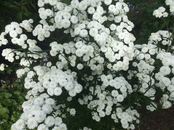 Vårlig blomstertäppa med frodig vit Grekvädd i skuggan under ett träd.