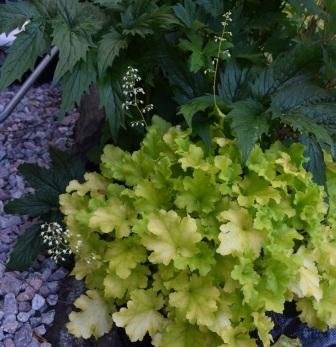 Gulbladig alunrot med grönaktiga blommor i en trädgård, omgiven av mörkare gröna blad och grus.