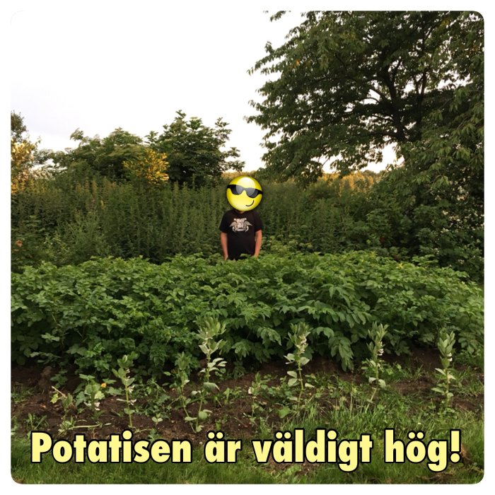 Person står bland höga potatisplantor i trädgård, ansikte dolt med solglasögon-emoji.