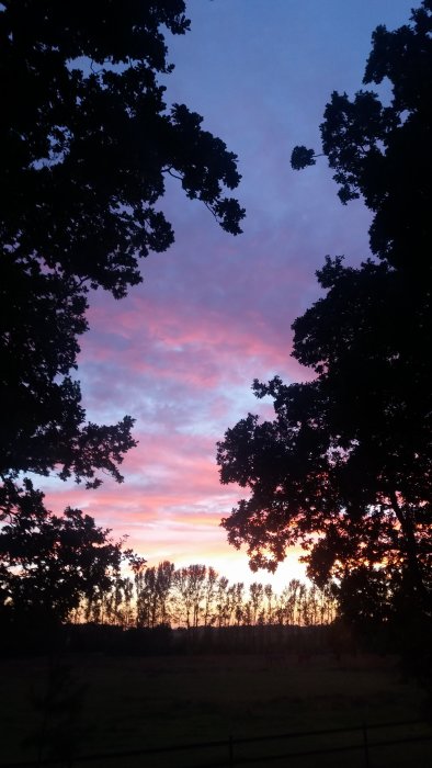 Solnedgång med rosa och blå himmel inramad av silhuetter av träd och ett staket.