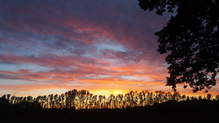 Dramatisk solnedgång med röda och orange moln över ett silhuetterat trädlandskap.
