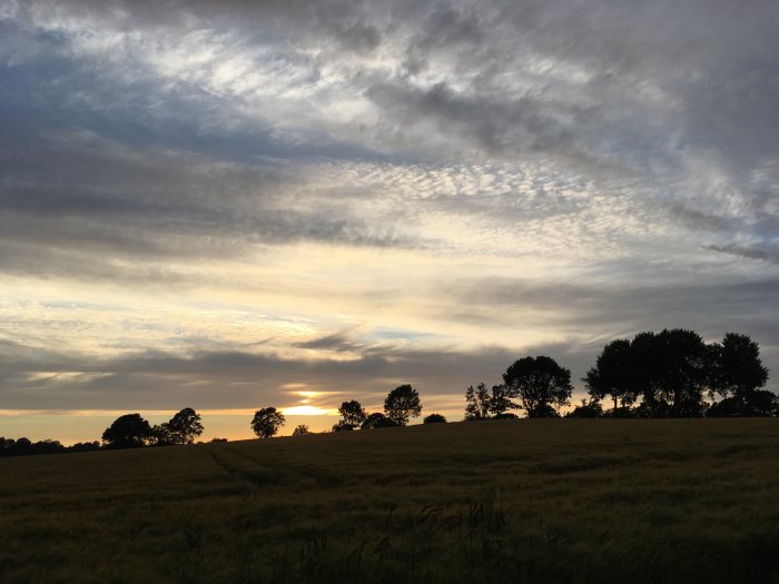 Solnedgång överblickar ett fält med siluetter av träd under en himmel med moln.