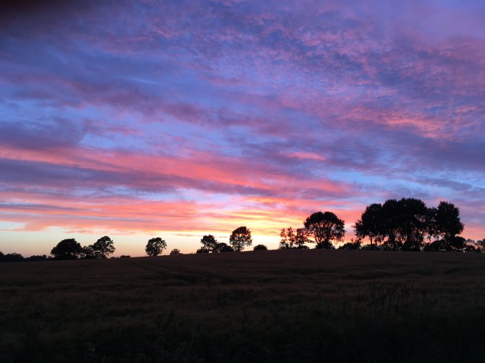 Dramatisk solnedgång med intensiva rosa och blå himmelsfärger över ett fält med träd siluetter.