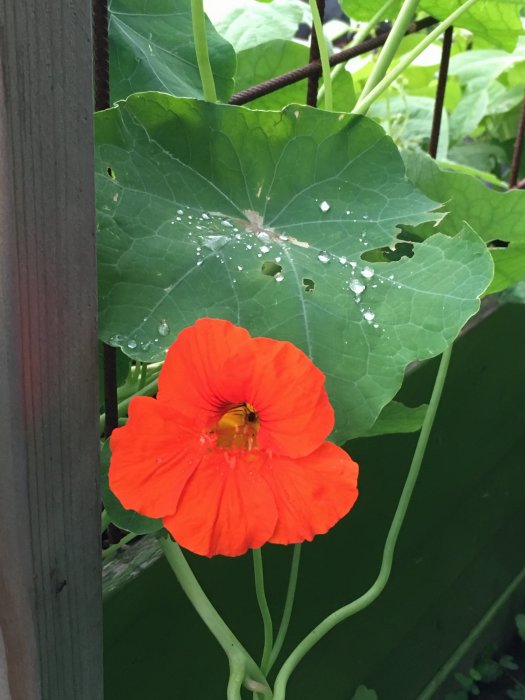 Orange krasseblomma med vattendroppar på blad bredvid trästaket.