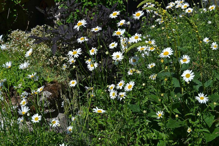 Prästkragar med vit kronblad och gul mitt blommar bland gröna växter och mörklila lövverk i solljus.