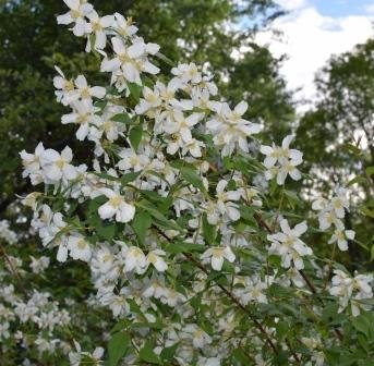 Smultronschersmin med fullt utslagna vita blommor mot en bakgrund av grönskande buskar.