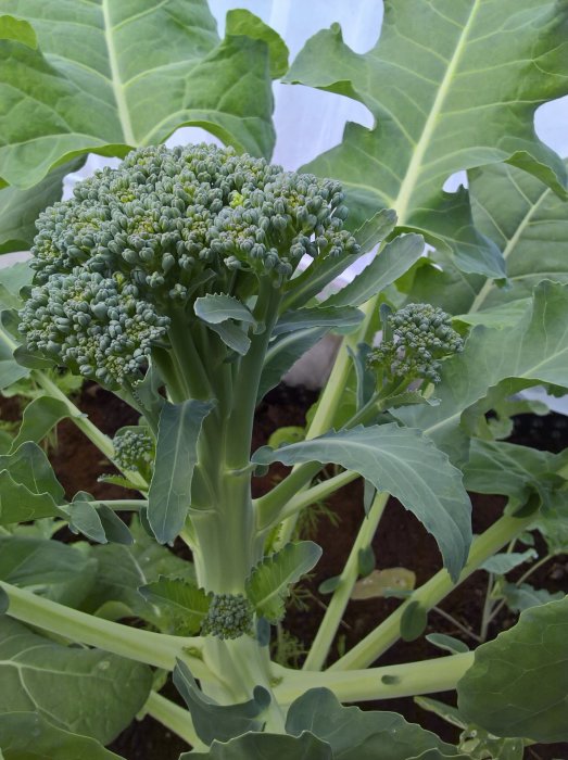 Ung broccoli planta med skotts och blad i en köksträdgård.