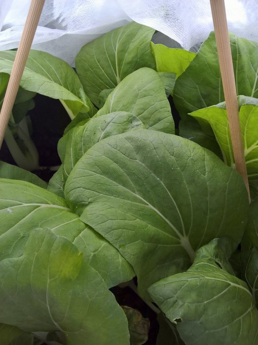 Stora gröna blad av pak choi skyddade under vit insektsnät i en trädgård.