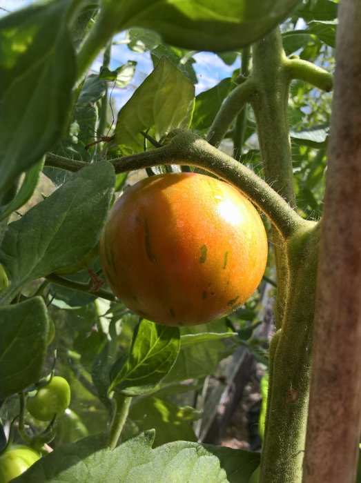 Närbild av en mognande tomat bland gröna blad på en planta.