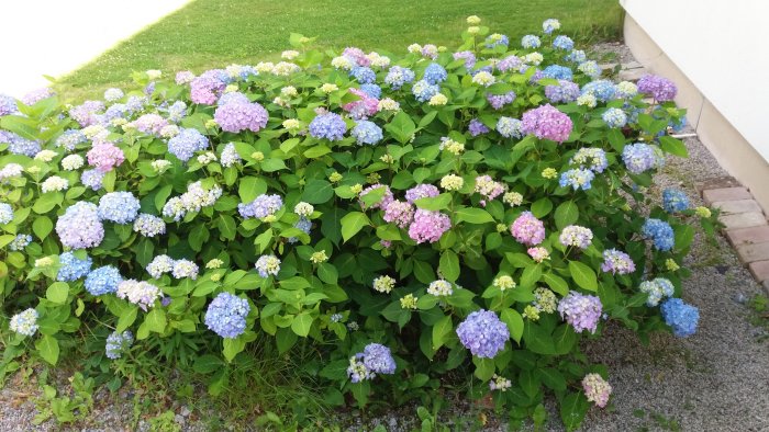 Riklig blomning av blåa och rosa hortensior i en trädgård vid husvägg.