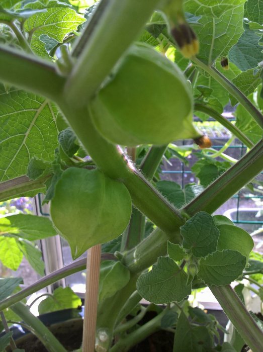 Unga gröna tomatplantor med frukter i växthus, trästödpinne synlig.