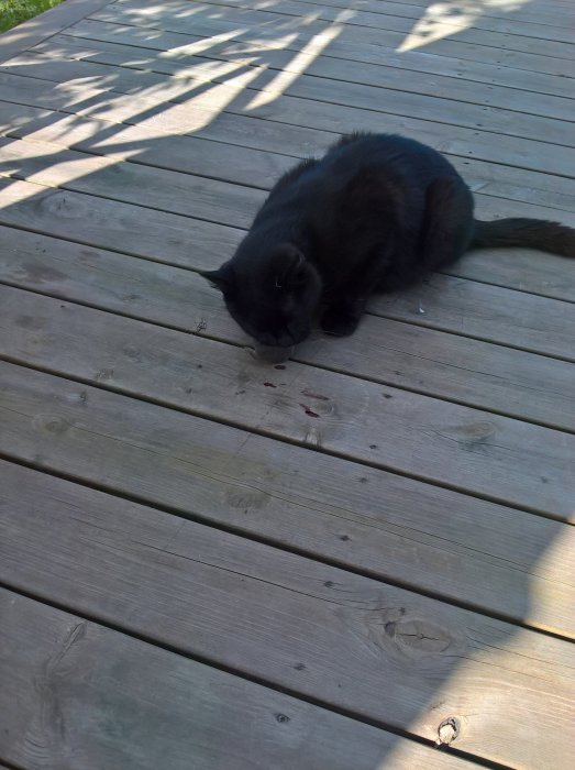 Svart katt som sitter på träaltan och tittar på fläckar efter sitt byte.