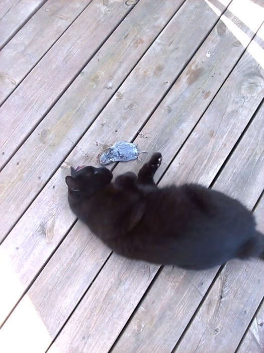 Svart katt ligger på trägolv bredvid vad som ser ut att vara en leksaksmus.
