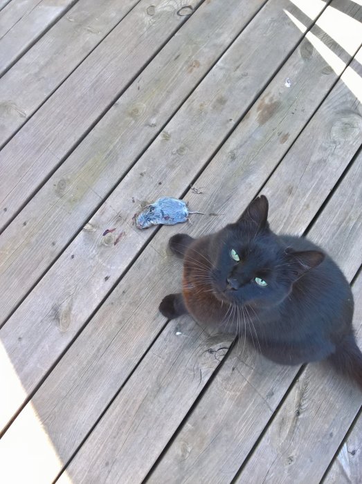 Svart katt bredvid en fångad gnagare på trätrall.