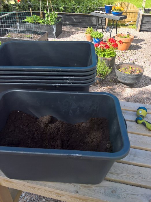 Fyrtioliters planteringsbalja med jord på träbord redo för omplantering av gurkplantor i en trädgård.