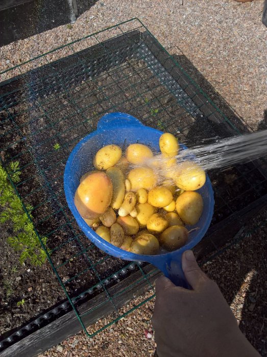 Person som sköljer nyskördad potatis i blå skål ute i trädgården.