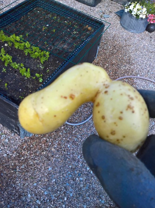 Nyuplockad potatis i form av en figur, hålls av en handskklädd hand med odlinglåda i bakgrunden.