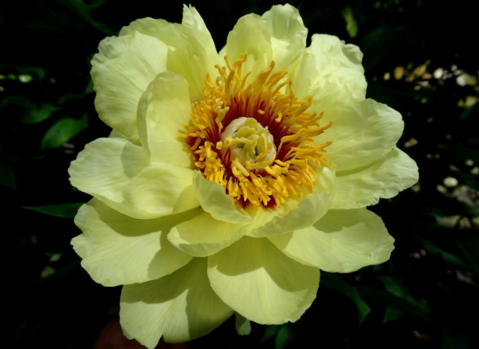 Blommande gula buskpionen Paeonia suffruticosa 'Hinun' med gul-orange ståndare sett nära.