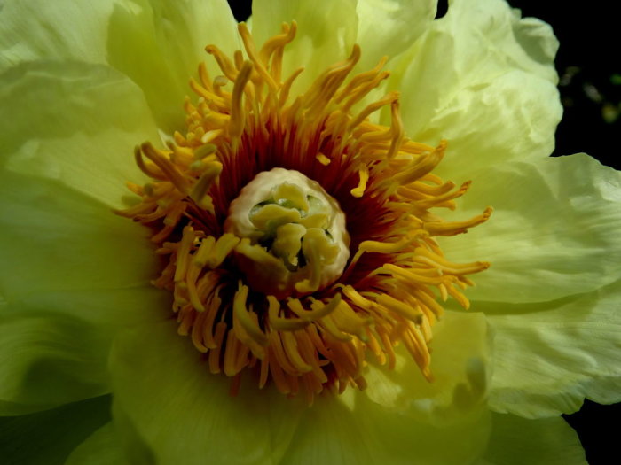 Närbild på blommande buskpion 'Paeonia suffruticosa Hinun' med gula kronblad och röda ståndare.