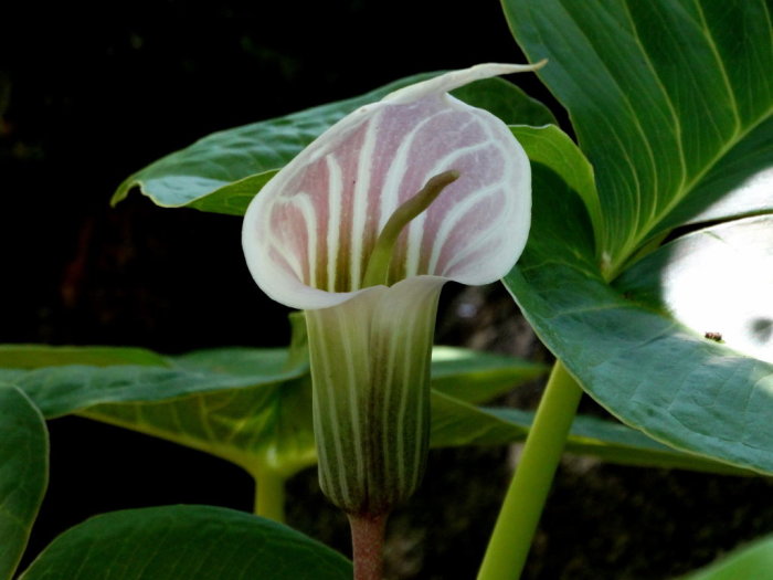 Blommande Arisaema candidissum, även känd som kobrakalla, med karakteristiskt randigt, kupolformat blomblad och stora gröna blad.