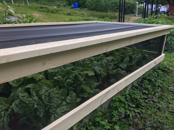 Träskydd med myggnät över en odlingslåda med mangold för att skydda mot rådjur och insekter.