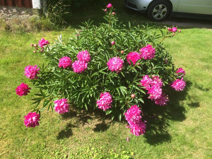 Lummig pionbuske med blommande rosa pioner på en välskött gräsmatta, undviks vid gräsklippning.