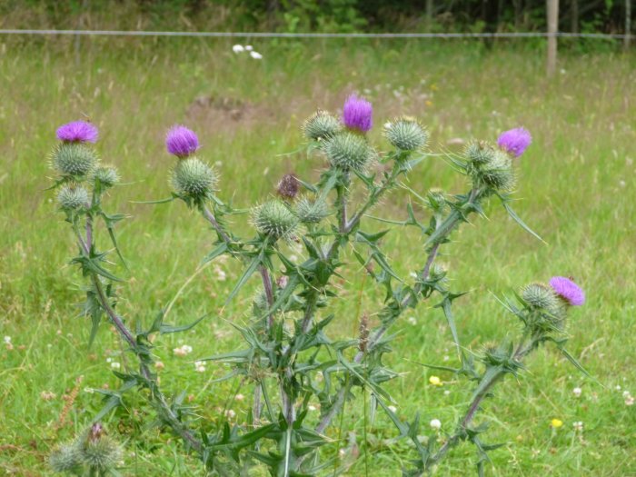 Krustistel med lila blommor och taggiga blad som blommar i en grön äng.