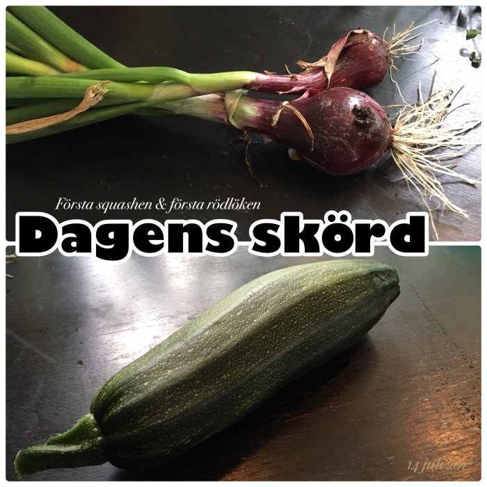 En zucchini och två rödlökar på ett mörkt bord med texten "Första squashen & första rödlöken Dagens skörd 14 juli 2017".
