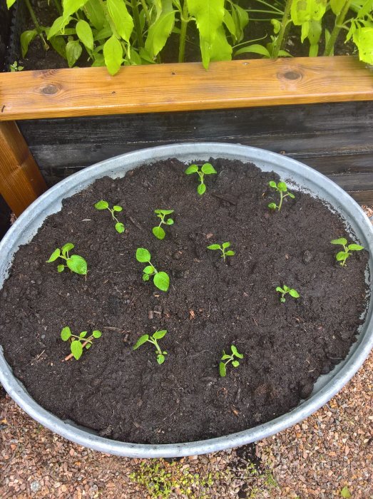 Unge kapkrusbärsplantor planterade i en rund, zinkfärgad planteringskärl med mörk, bördig jord.